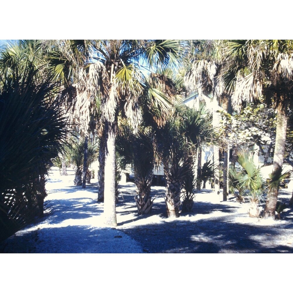 Kodak Slide 35mm 1940s Red Border,  cabbage palm or palmetto palm
